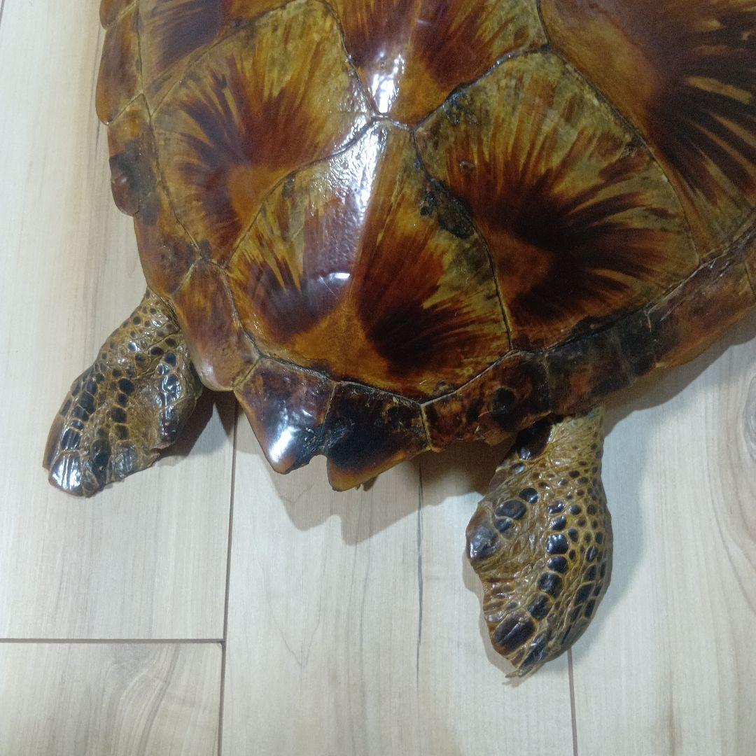 リアルな亀の置物 約60cm