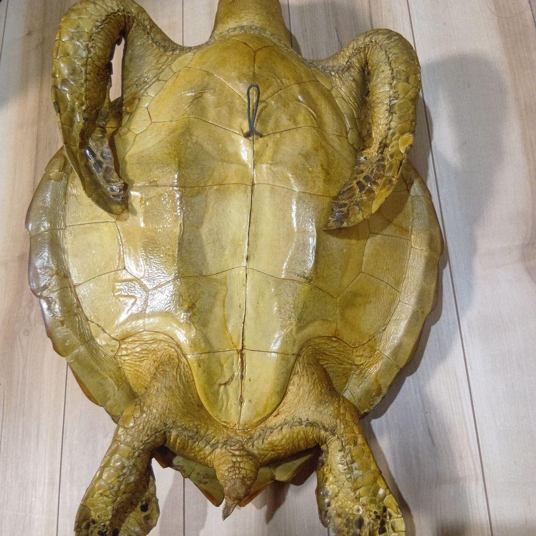 リアルな亀の置物 約60cm