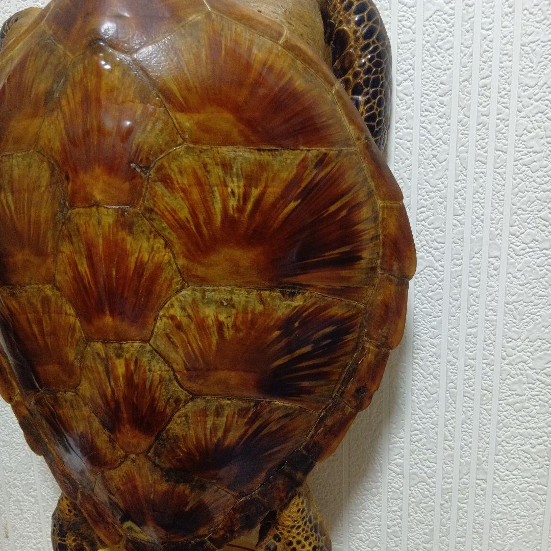 リアルな亀の置物 約60cm