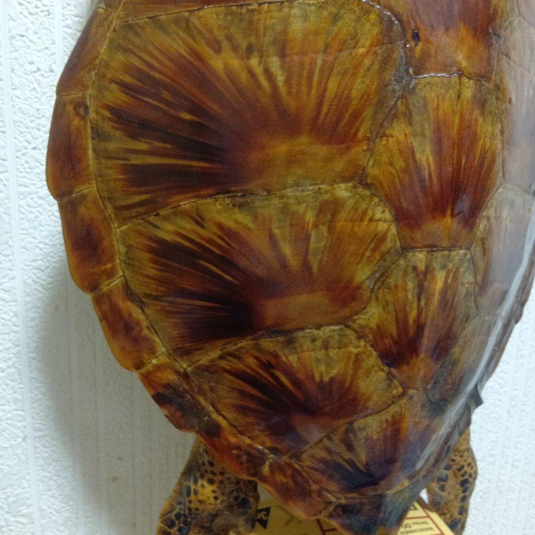 リアルな亀の置物 約60cm