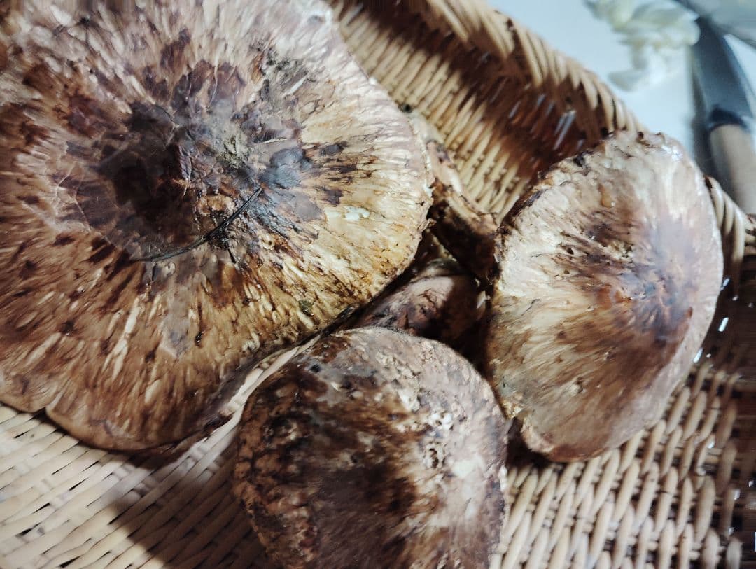 岩手県岩泉産松茸　300グラム　訳あり