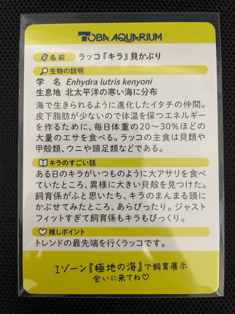 鳥羽水族館 コレクションカード ラッコ キラ