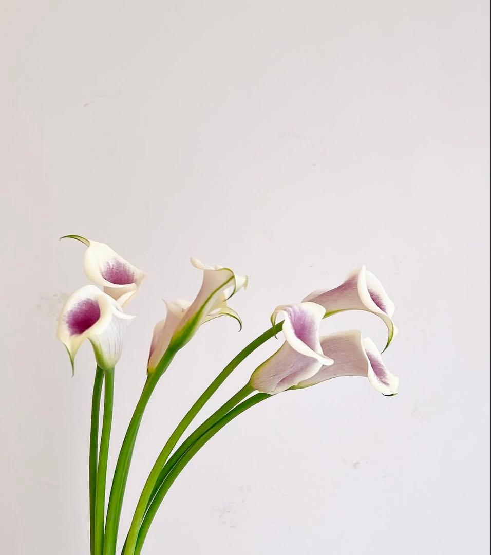 専用品です◡̈⃝︎⋆︎*