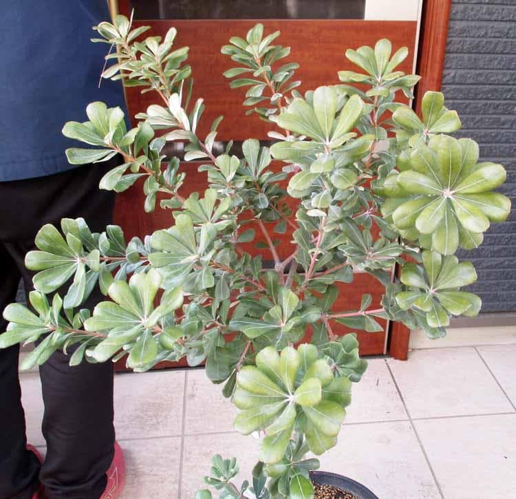 【現品】コーストバンクシア・セイラ　9号　B45番