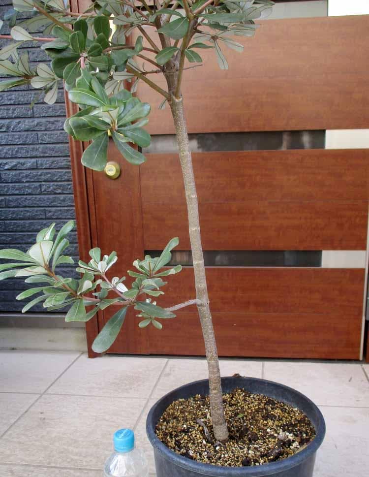 【現品】コーストバンクシア・セイラ　9号　B45番