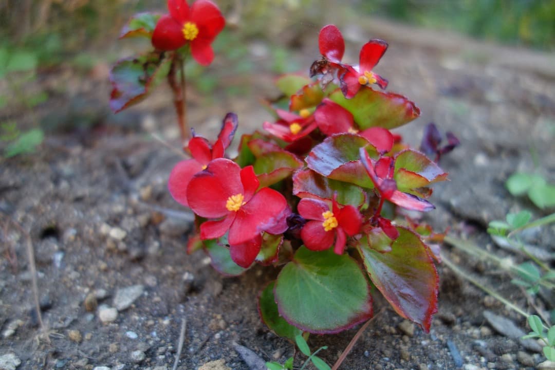 実写美⭕️美品【動作確認済み】SONY Cyber−Shot DSC-RX100