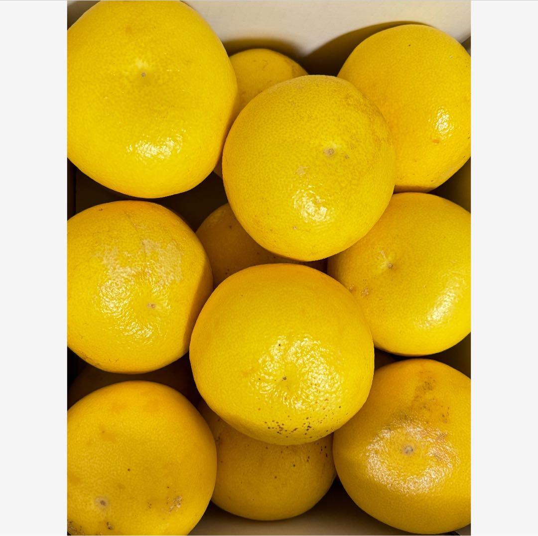 39高知特産 露地栽培 土佐文旦 3L4L文旦 約20kg 大玉 サイズ