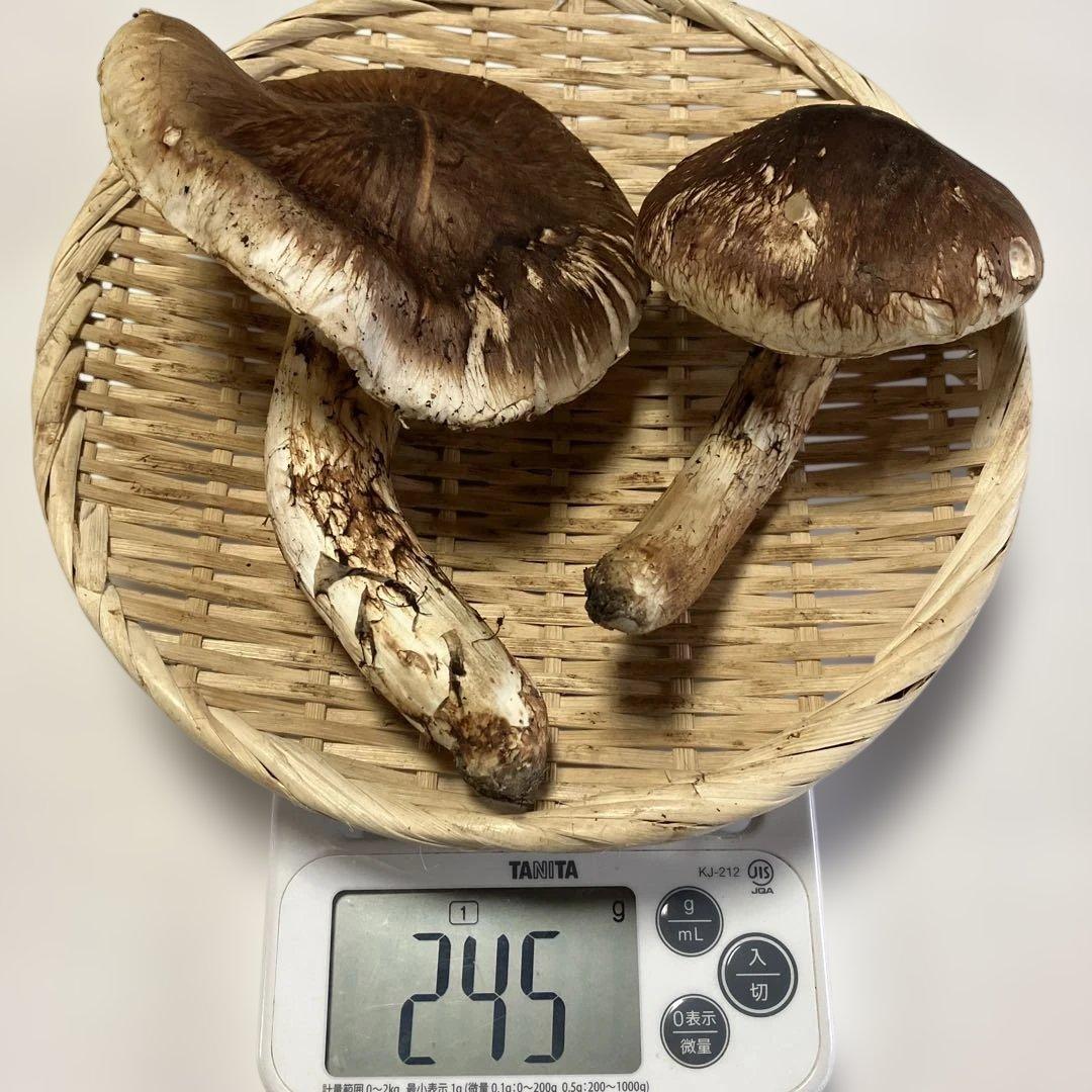 岩手県産松茸　２４５g