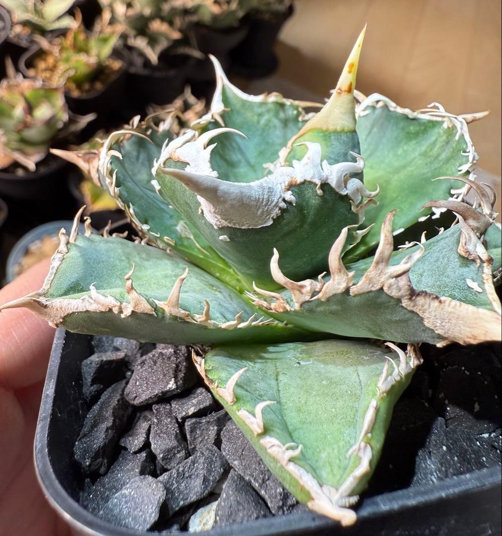 【鉢ごとメルカリ宅急便】アガベ チタノタ 大白鯊【置配・白棘・独特の鋸歯・低重心