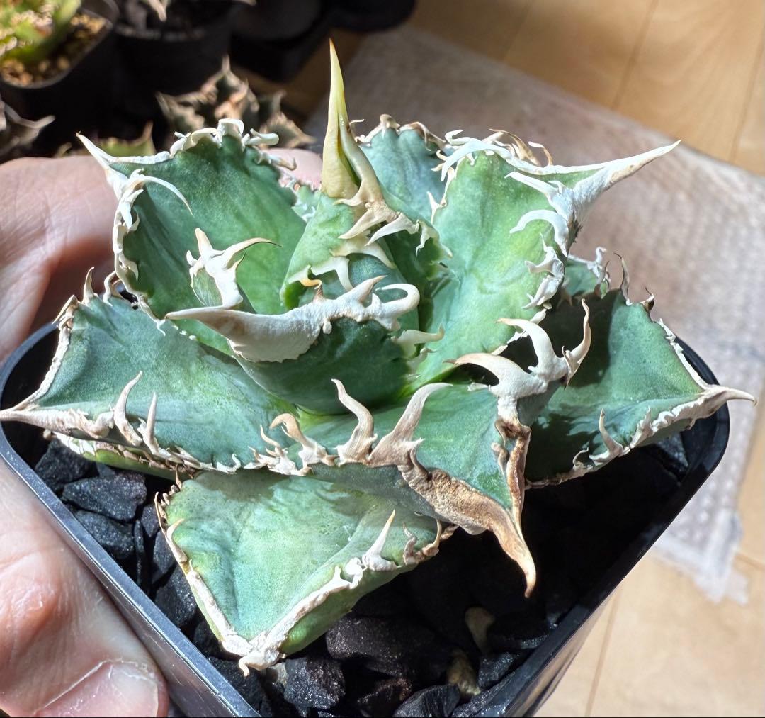 【鉢ごとメルカリ宅急便】アガベ チタノタ 大白鯊【置配・白棘・独特の鋸歯・低重心