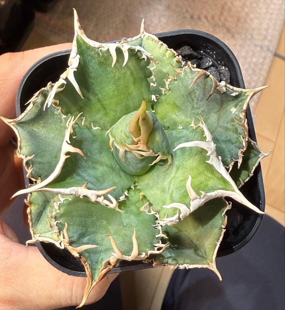 【鉢ごとメルカリ宅急便】アガベ チタノタ 大白鯊【置配・白棘・独特の鋸歯・低重心