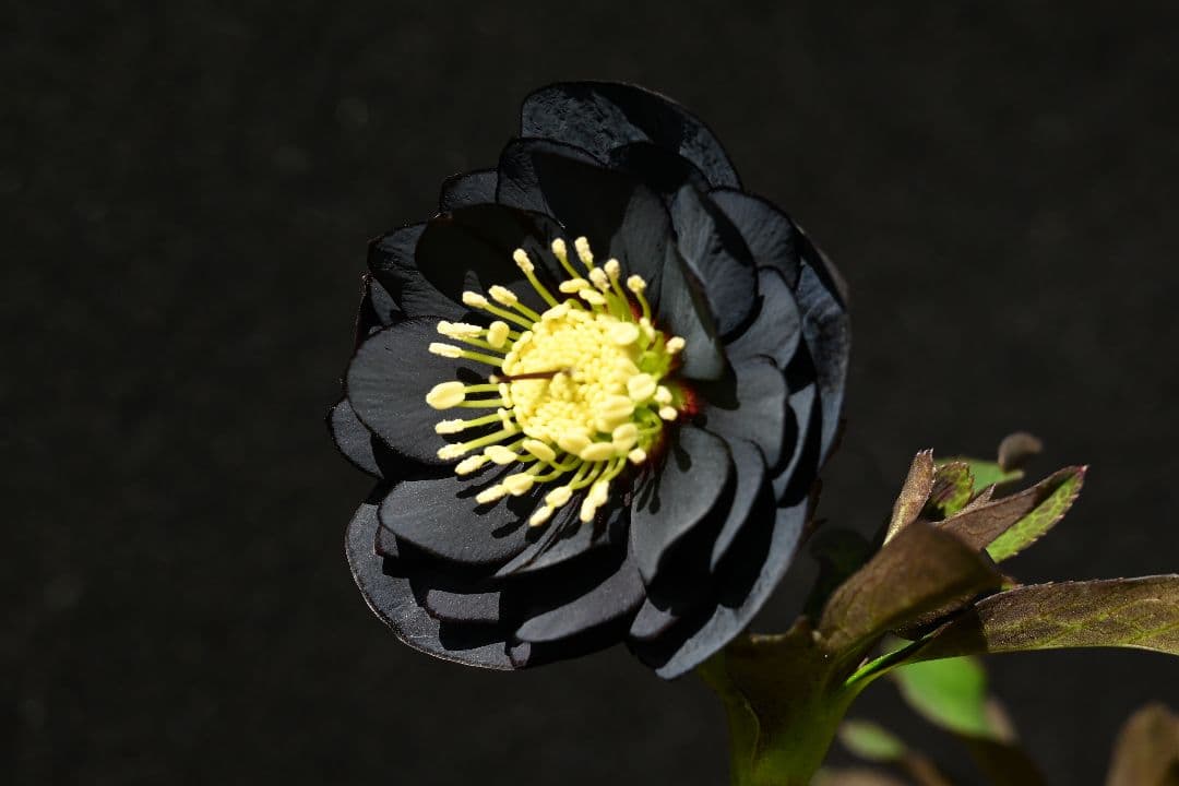 クリスマスローズ　今シーズン初！！！　美黒姫　加藤農園