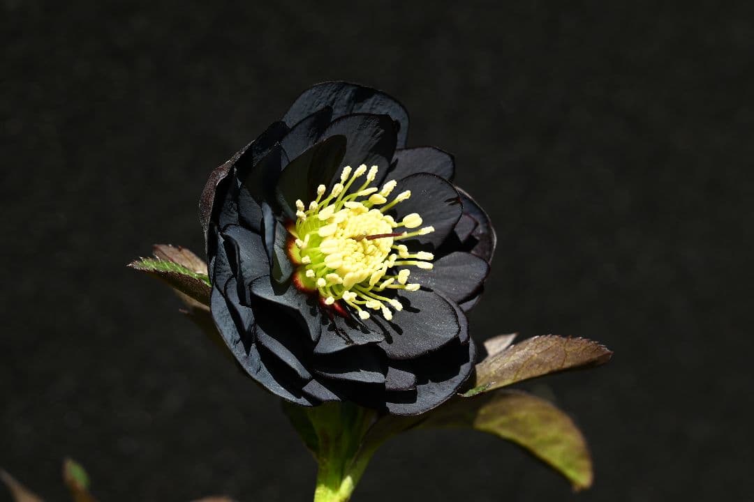 クリスマスローズ　今シーズン初！！！　美黒姫　加藤農園