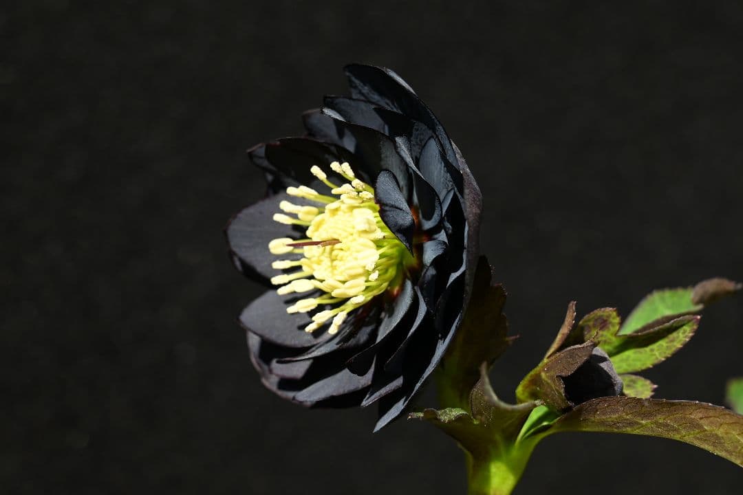 クリスマスローズ　今シーズン初！！！　美黒姫　加藤農園