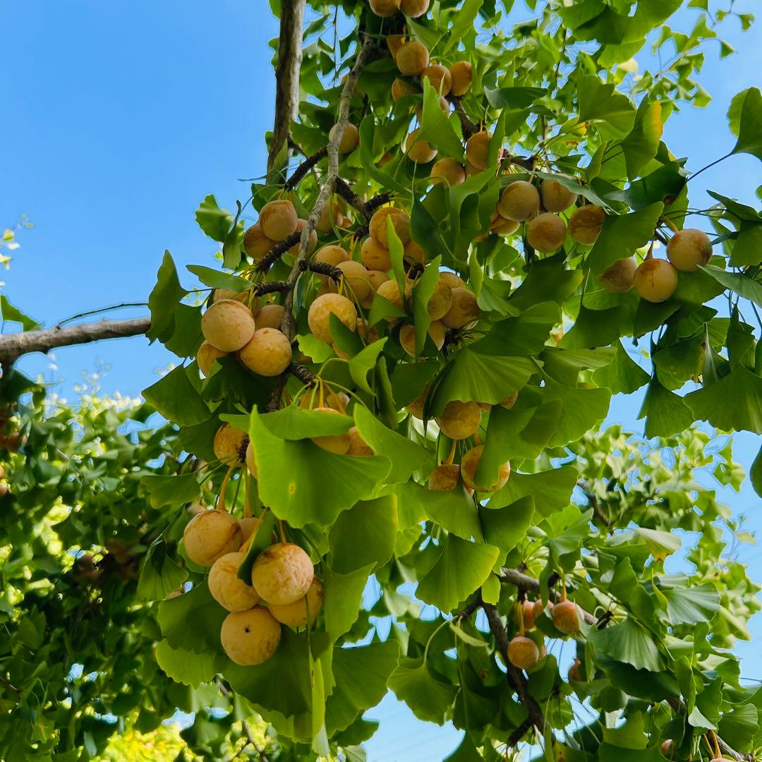 【森のちーさん】岐阜県産　銀杏　大粒　藤九郎　4キロ　殻剥き‼️