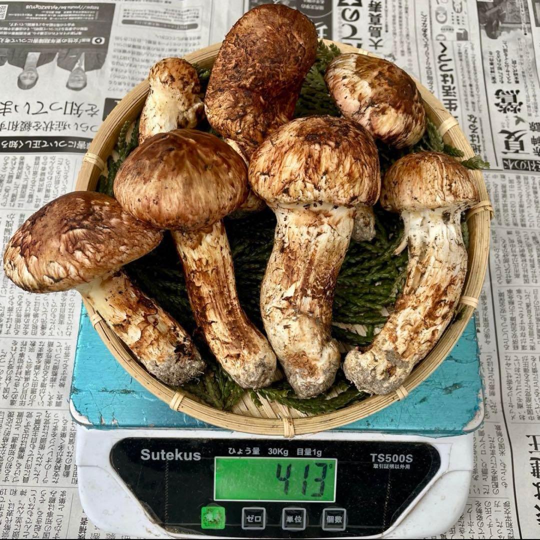 天然きのこ 松茸 国産 マツタケ まつたけ 大自然の凛さん採取その204