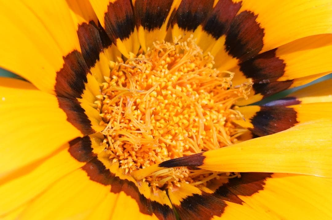 綺麗 Nikon F2 / NIKKOR 50mm F1.4