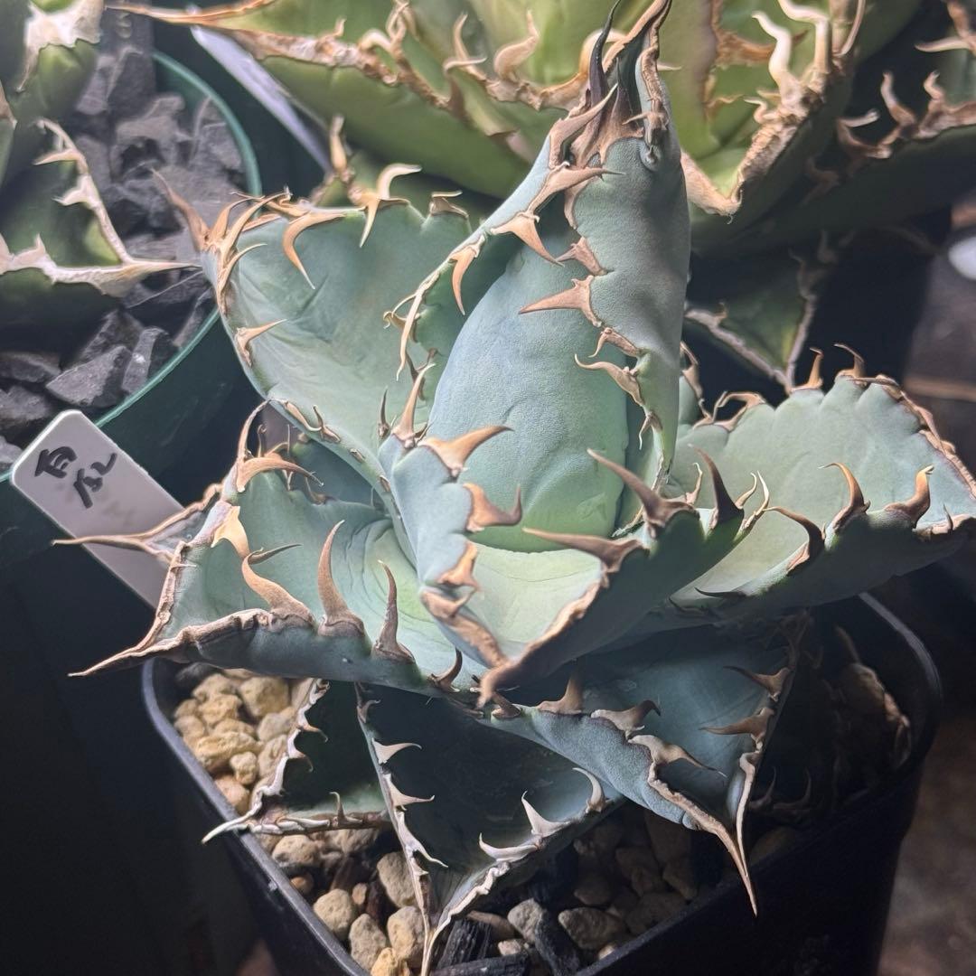 アガベ チタノタ 白爪 ホワイトファング dennis ikori