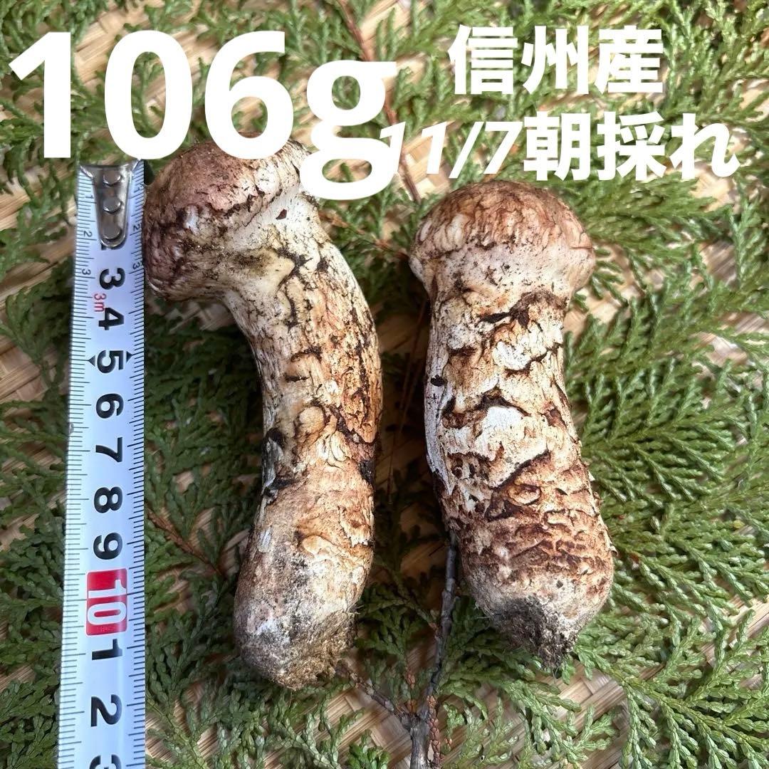 長野県南信州産‼️松茸 2本セット 106g 11/7朝採れ