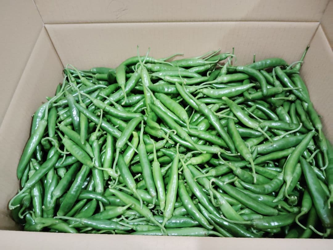 訳アリ良品選別なし 激辛青唐辛子 10キロ