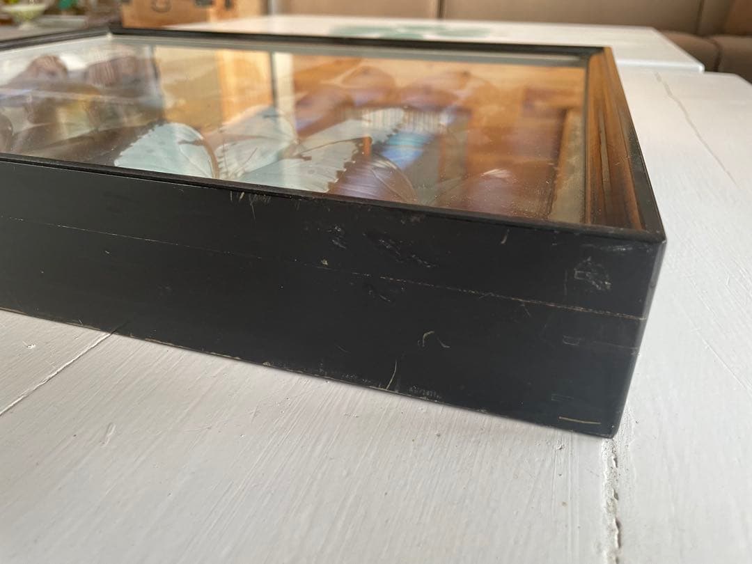 【蝶標本】タイヨウモルフォ他