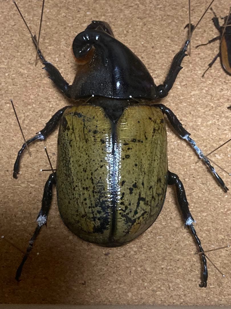 【宍戸政紀】雌雄モザイク ヘラクレスオオカブト