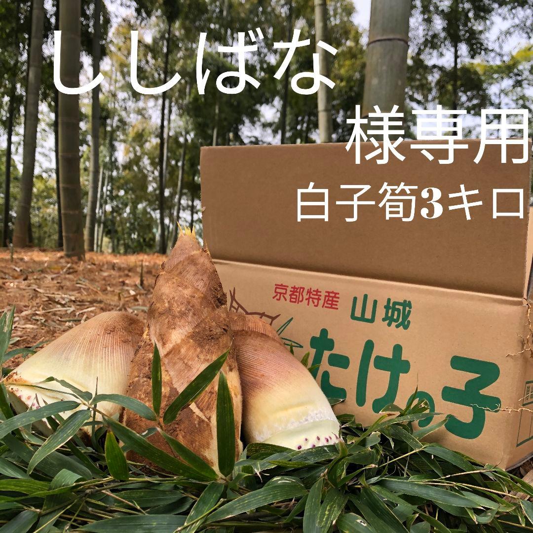 ししばな　白子筍3キロ