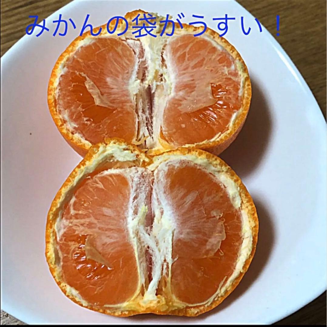 美味しいみかん！　2025年度お問い合わせ！