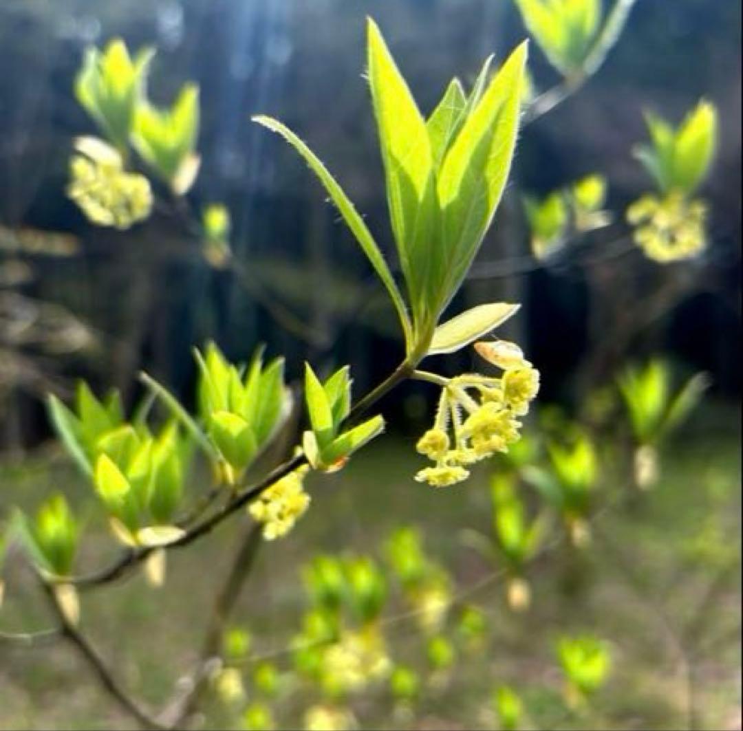 クロモジ（根巻き苗）黒文字　クロモジ苗木