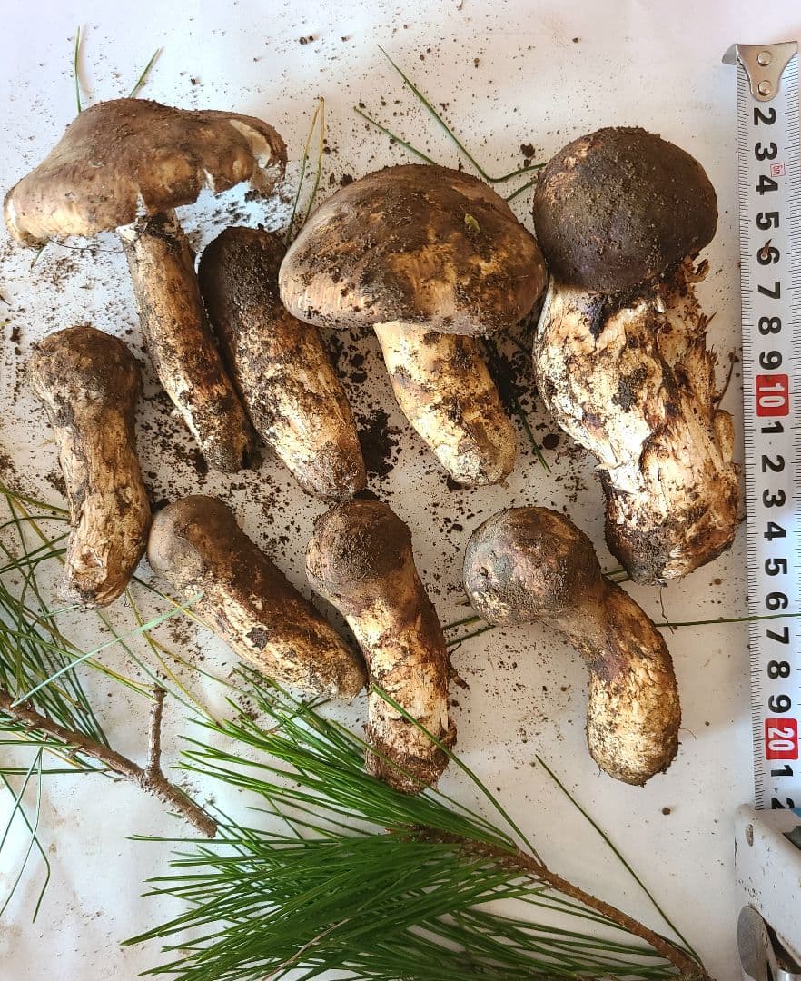 松茸　長野県　約280g