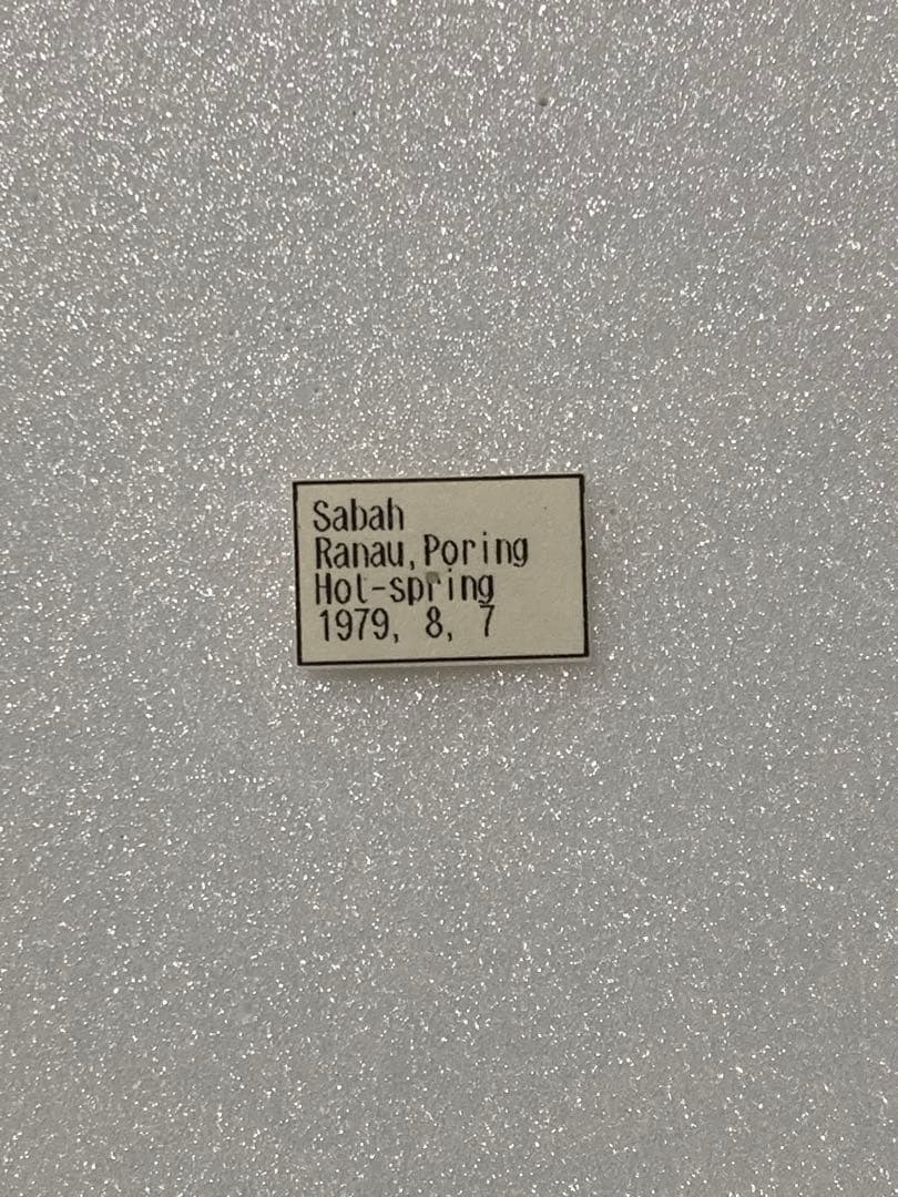 【1ペア】アケロンアゲハ（ボルネオ島産）