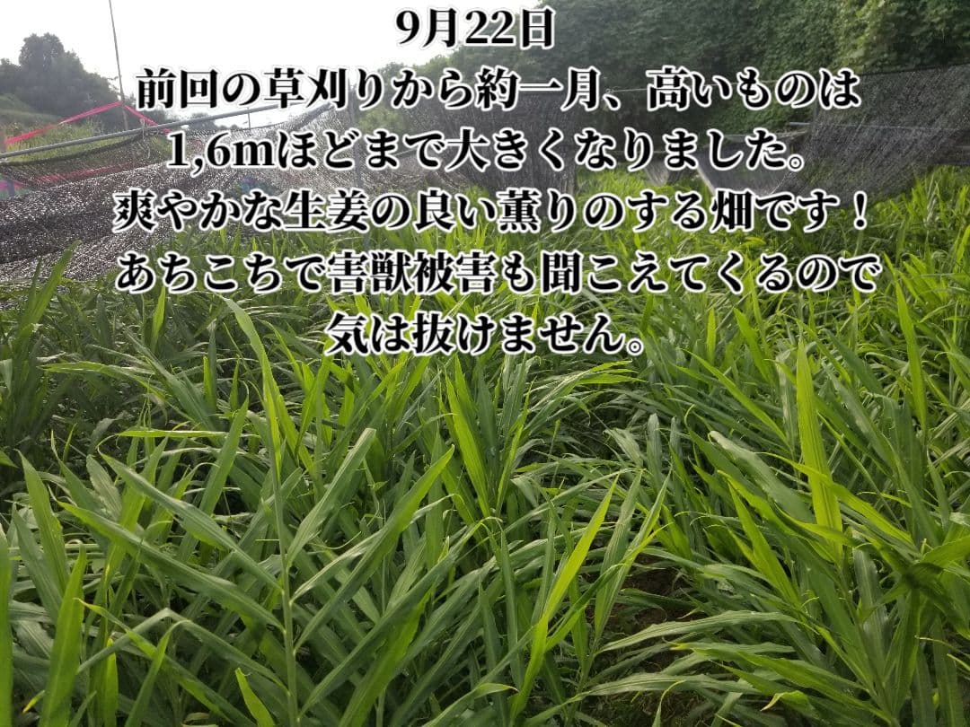 UZU 新生姜2,6kg 古根2,6kg 農薬肥料不使用 熊本県産
