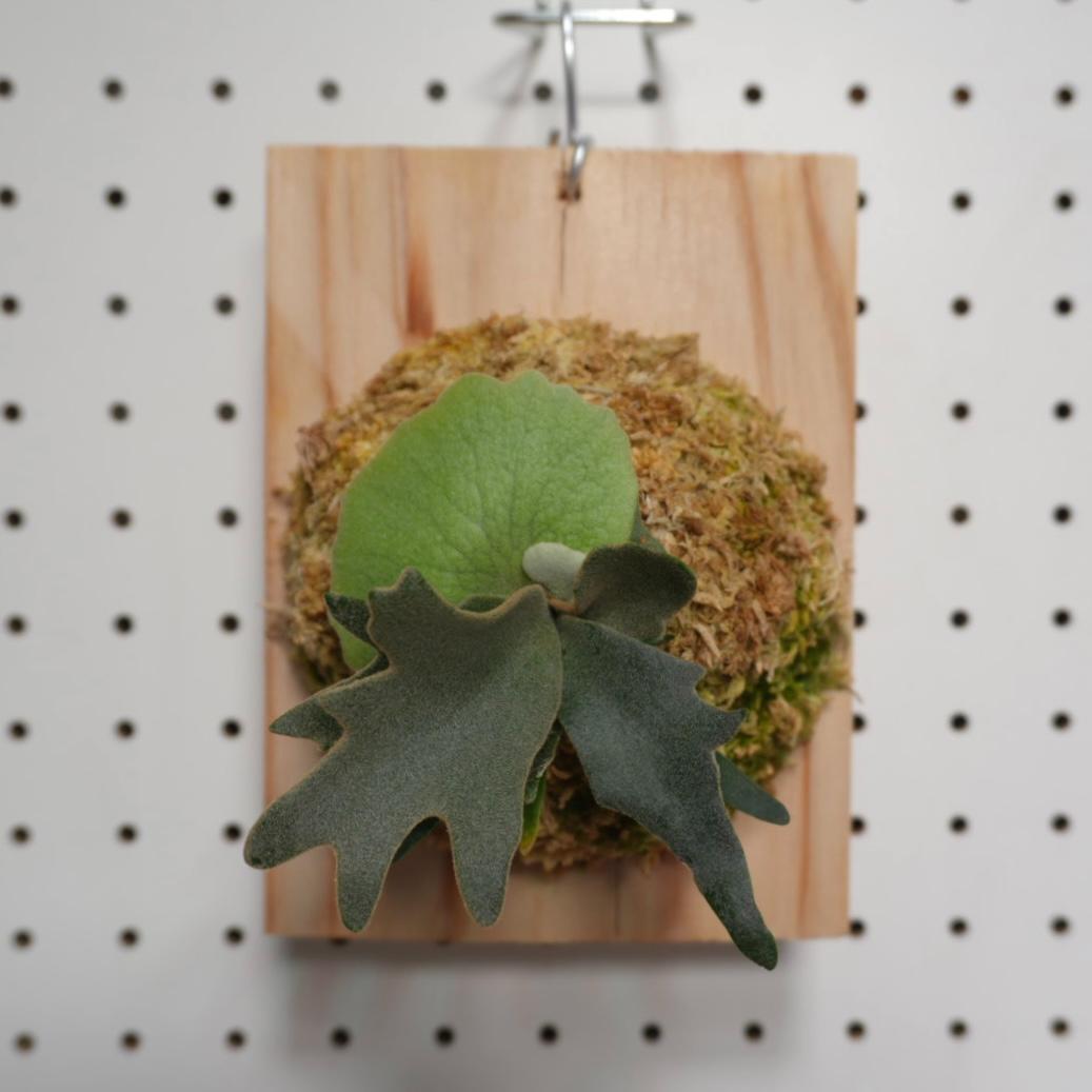 ビカクシダ YMDS ウィリンキー系 イエロームーンドワーフ　スポア Y-3