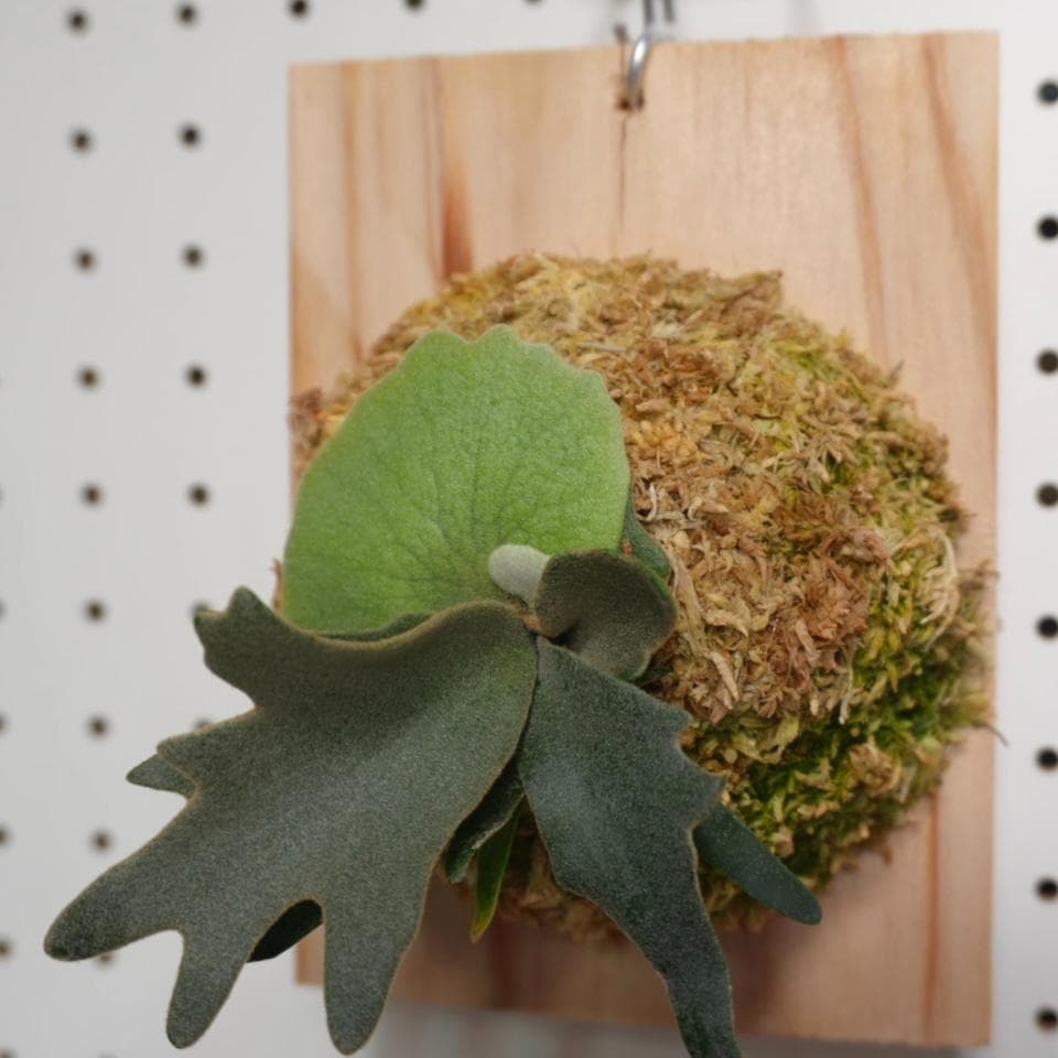 ビカクシダ YMDS ウィリンキー系 イエロームーンドワーフ　スポア Y-3