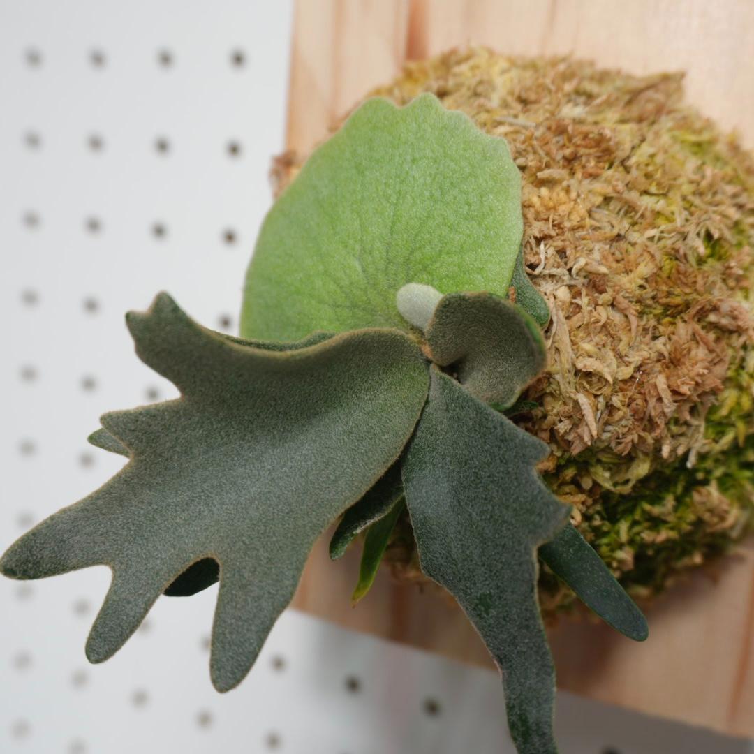 ビカクシダ YMDS ウィリンキー系 イエロームーンドワーフ　スポア Y-3