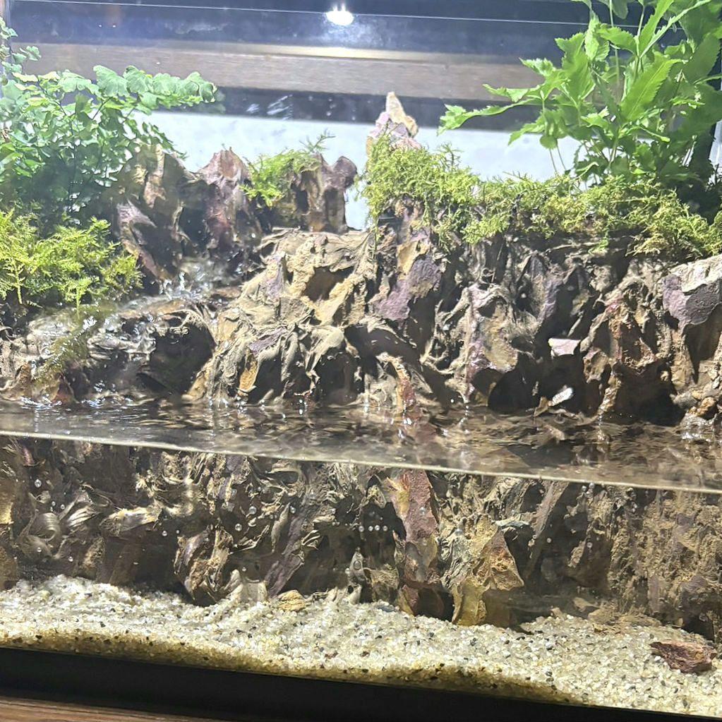 滝の流れるアクアテラリウム　イモリウム　No.1140