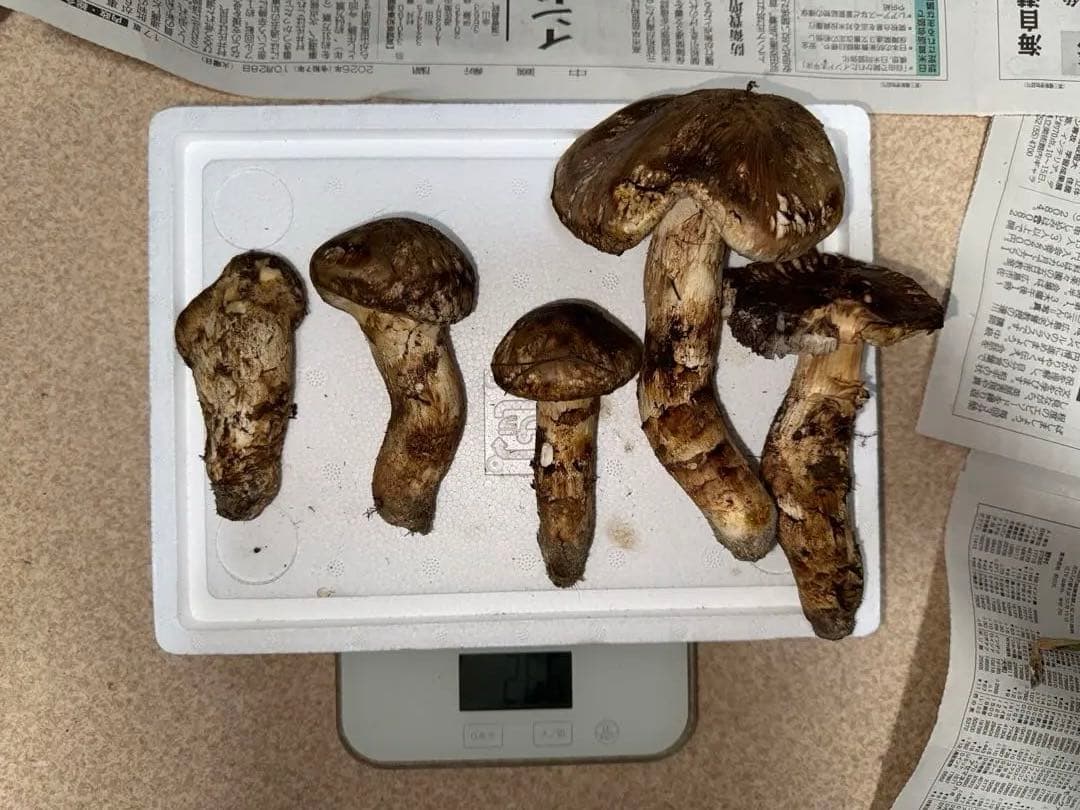 【10月28日午後採取】広島県産松茸　266グラム