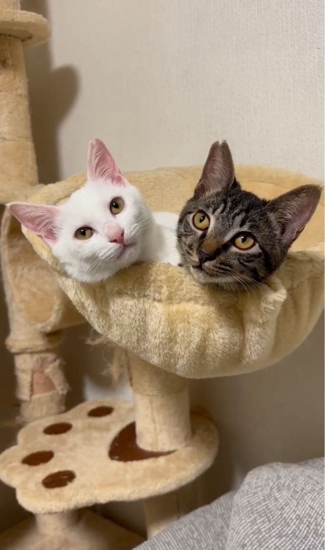 ひのひかり　令和7年10月　玄米30ｋg