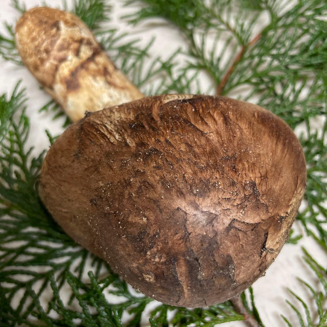 広島県産　松茸　つぼみ