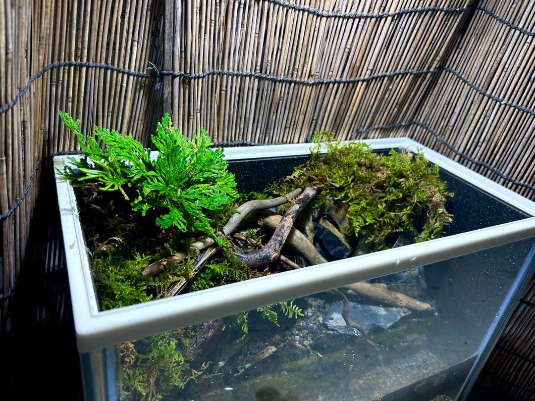 水の流れる滝テラリウム水槽　苔テラリウム
