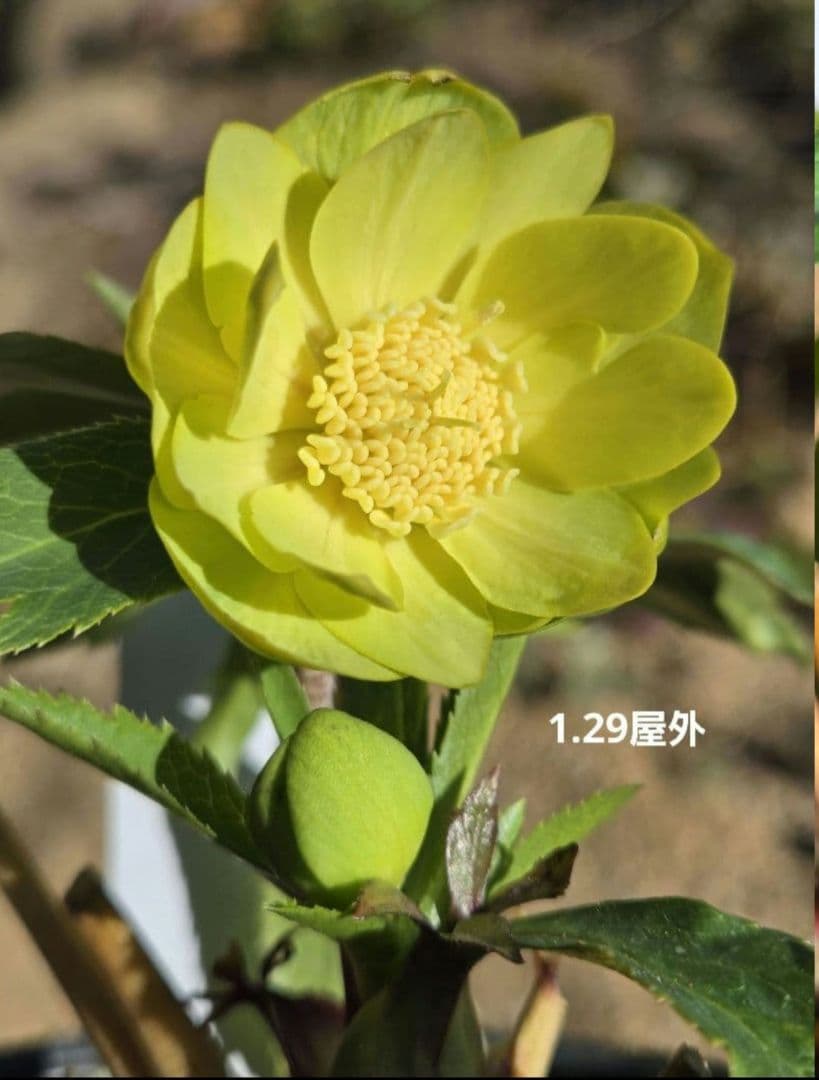 クリスマスローズ　ギョク　玉　グリーニッシュオーレア　　　　　　 大木ナーセリー