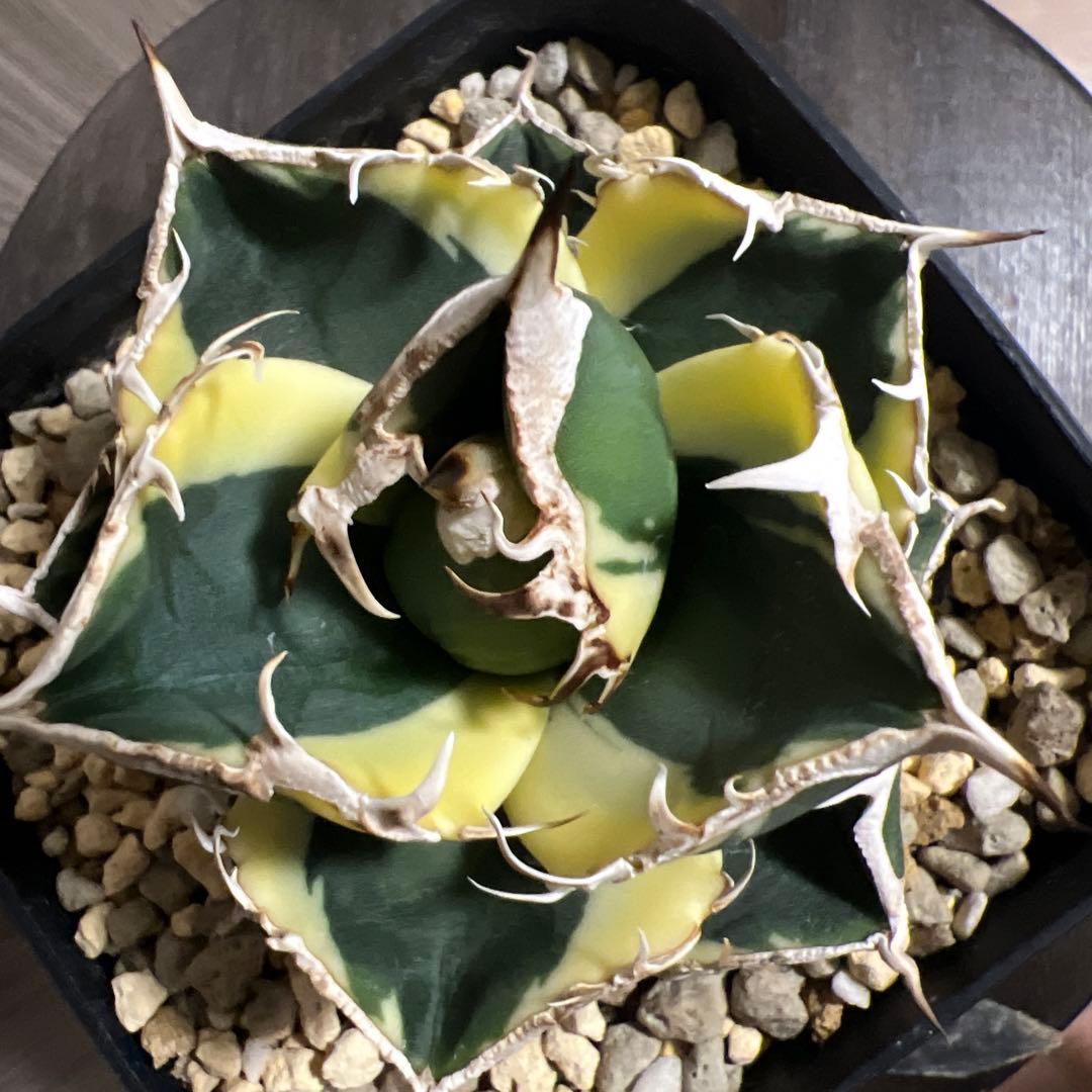 アガベ　sad 斑入り　南アフリカダイヤモンド