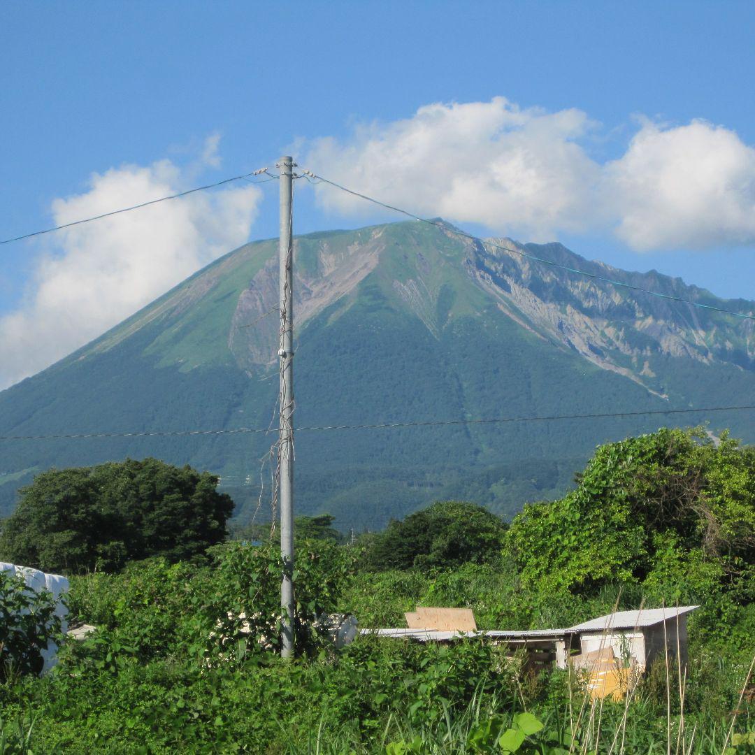 Sinです(*^^*)　アカシア蜜１０本
