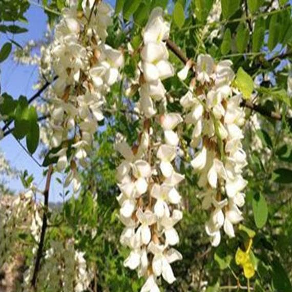 Sinです(*^^*)　アカシア蜜１０本