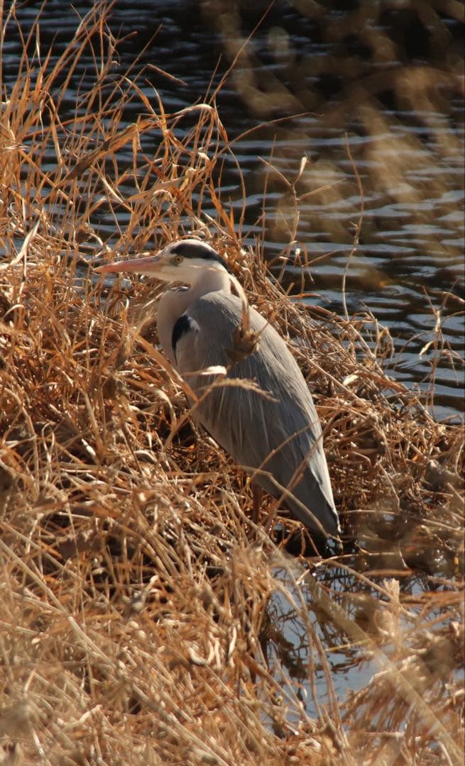 Canon eos kiss9/レンズ28-200/50mmf1.8/その他