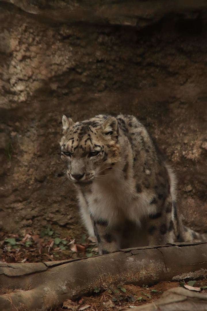 Canon eos kiss9/レンズ28-200/50mmf1.8/その他