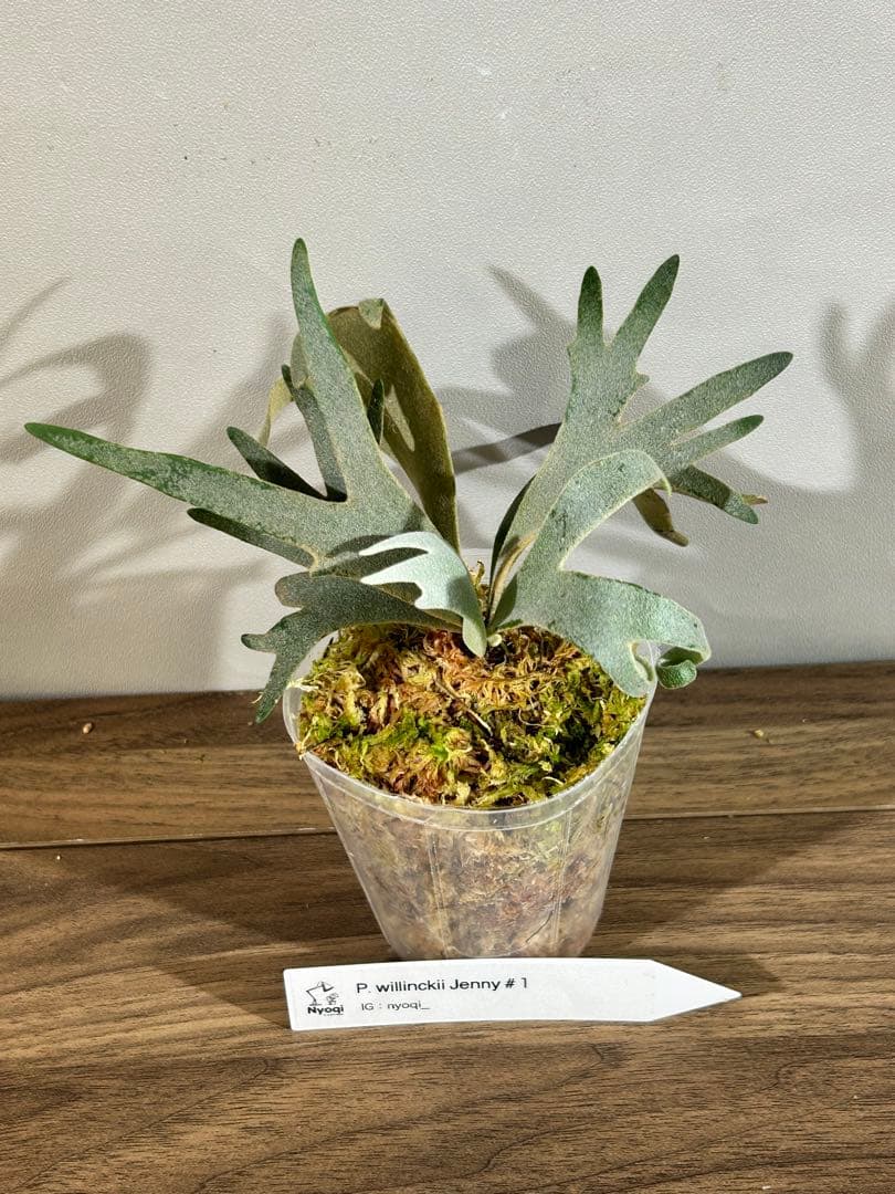 みかん　P. Willinckii Jenny #1 (TC)【36】速達
