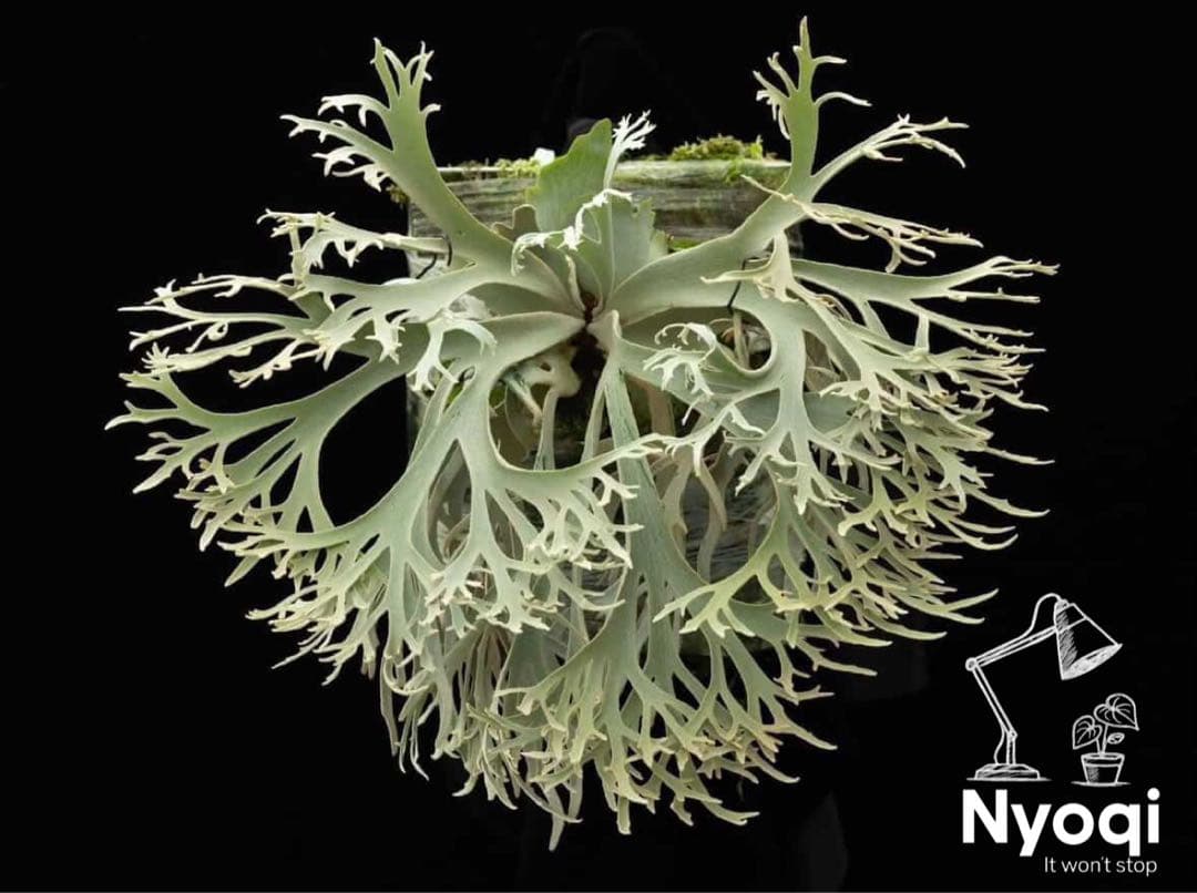 みかん　P. Willinckii Jenny #1 (TC)【36】速達