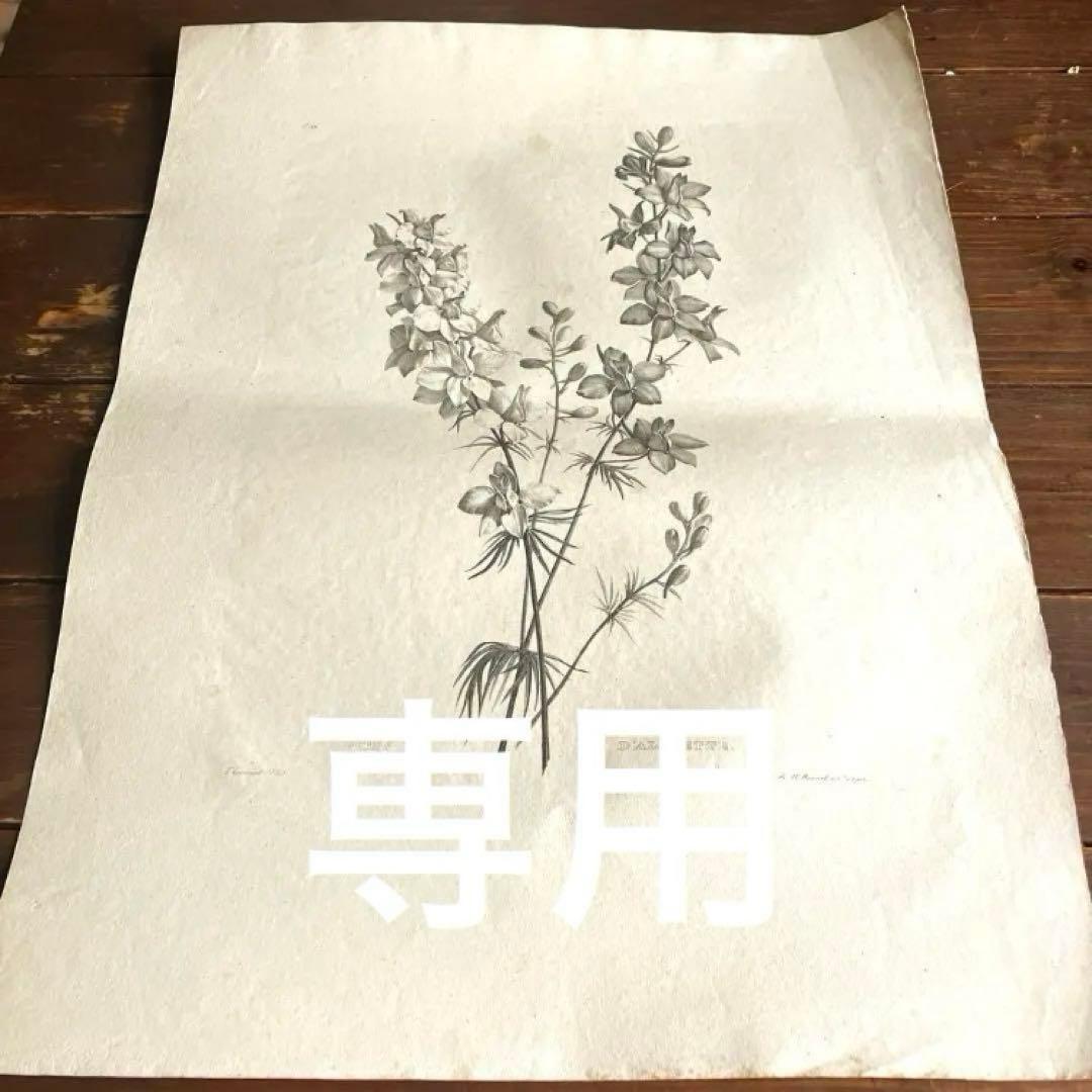 1825年フランスアンティークリトグラフ　フランスアンティーク版画　植物画　大判