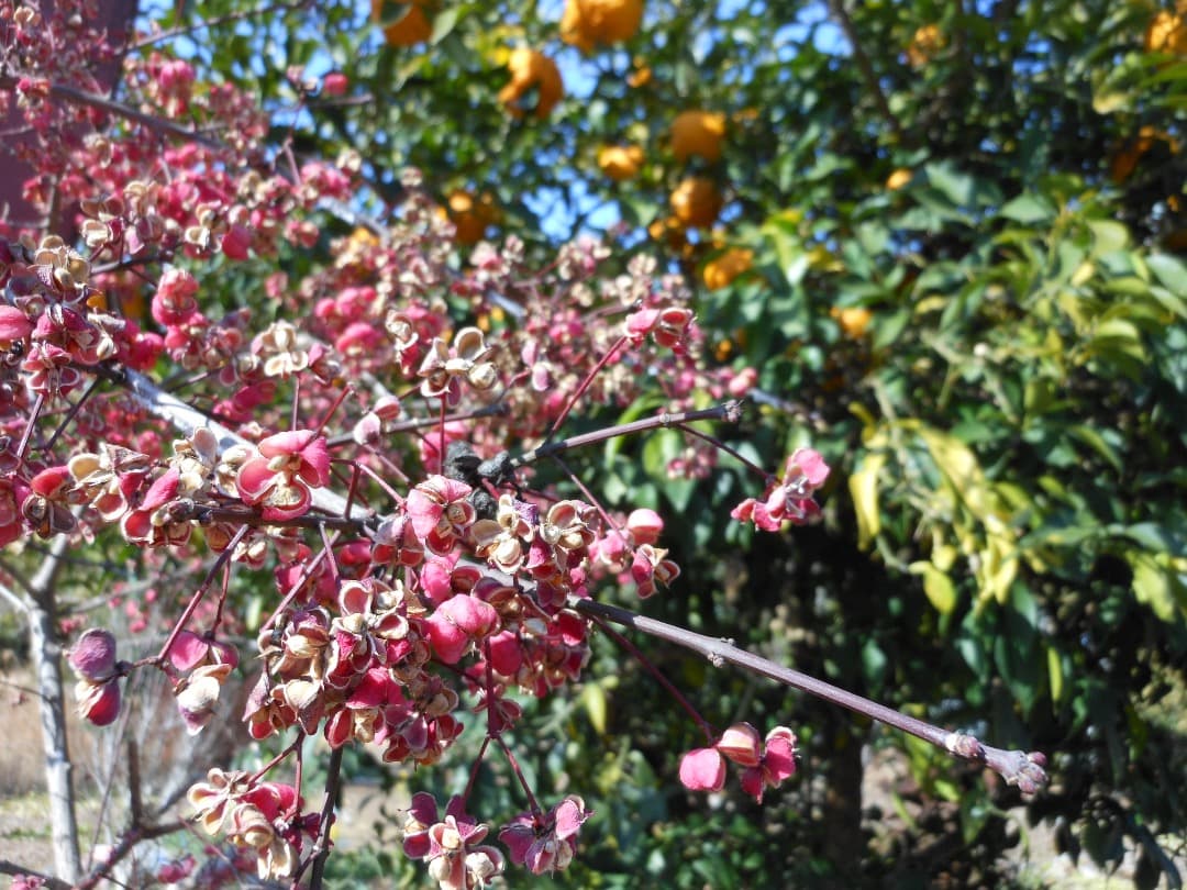 追加あり⭕️【動作確認済】Nikon COOLPIX S6100 ピンク